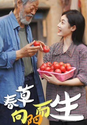 春草向阳而生（53集）熬夜追短剧