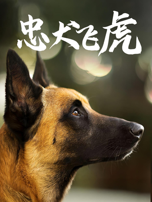 忠犬飞虎（33集）推荐好短剧