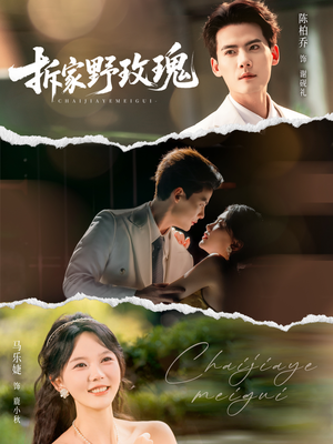 拆家野玫瑰（80集）短剧热播中