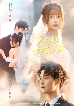 黑天鹅诱捕法册（80集）热门短剧看不停