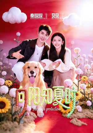 向阳知夏时（80集）热门短剧追到爽