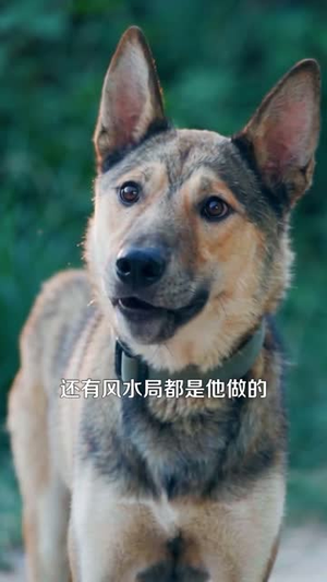 别惹那只猫,她刚从仙界回来(97集) 别惹那只猫,她刚从仙界回来(97集)战神短剧推荐